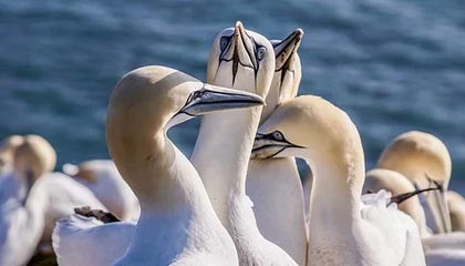 官方：C罗荣获2020年金足奖 终身荣誉认证传奇