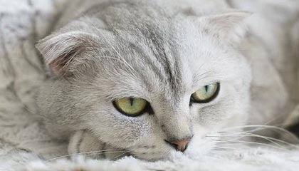 威廉姆森内线新搭档 亚当斯能为鹈鹕带来什么？